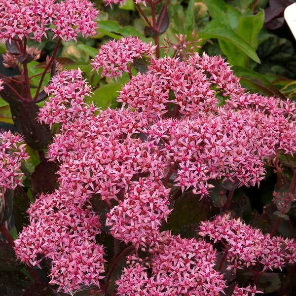 Rozchodnik 'Cloud Walker' – Sedum, Hylotelephium kwiat